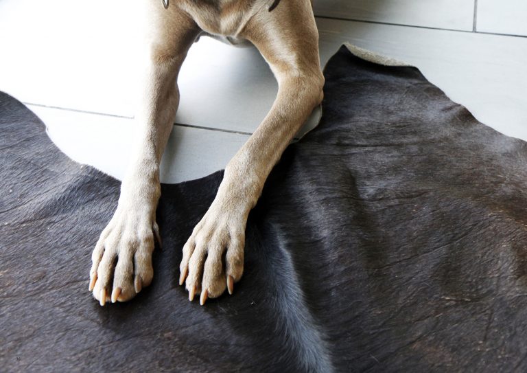 Miramonti_dog_friendly